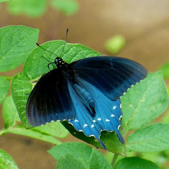 Meet your Posher, Autumn - Picture 1 of 2